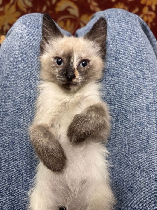 Отдаю котят в хорошие руки