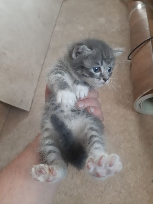 Отдам котят 3 штук