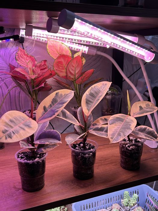 Фикус каучуканосный эластика