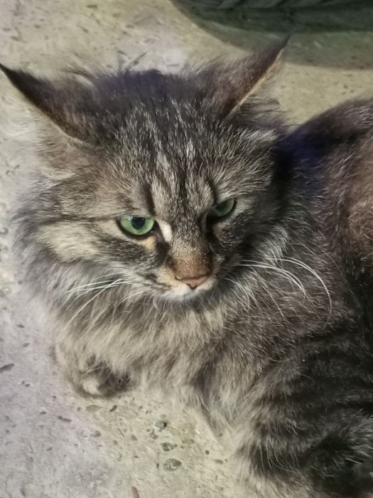 Sibir mushugi qizcha