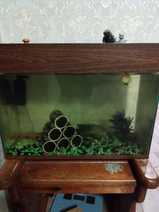 Аквариуму разные