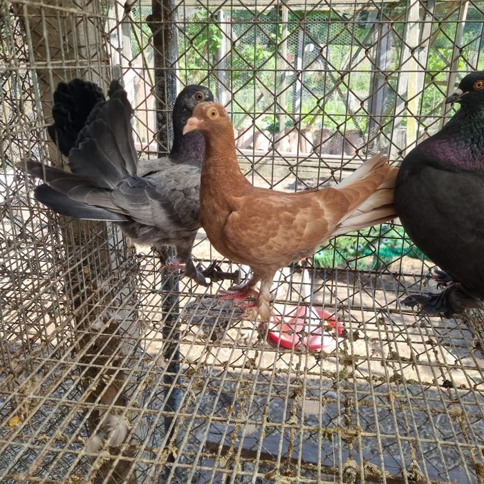 Pui de porumbel de casă