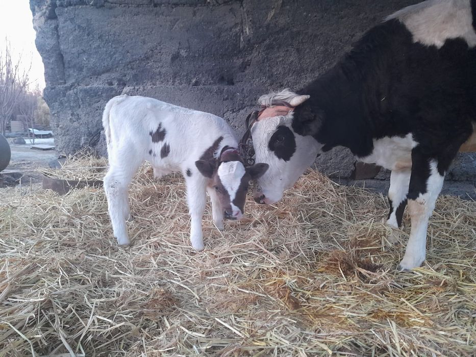 Бұзалуы сиыр сатылады