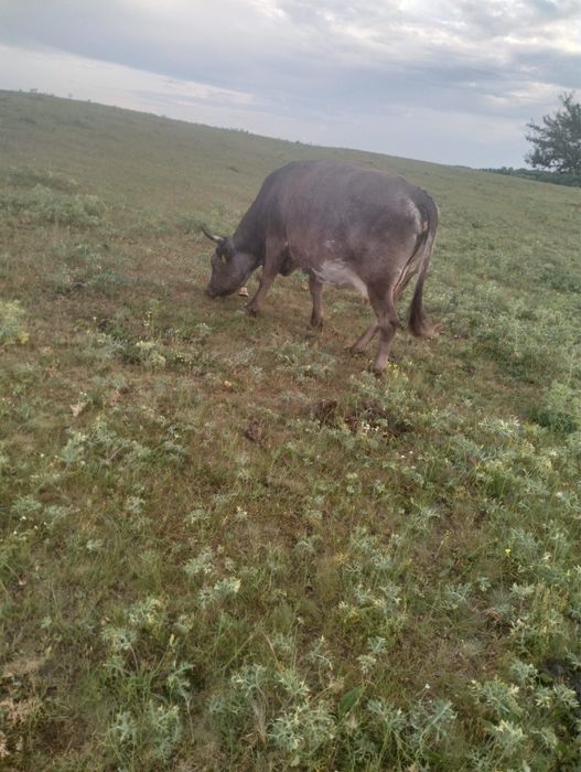 Vaca de vanzare