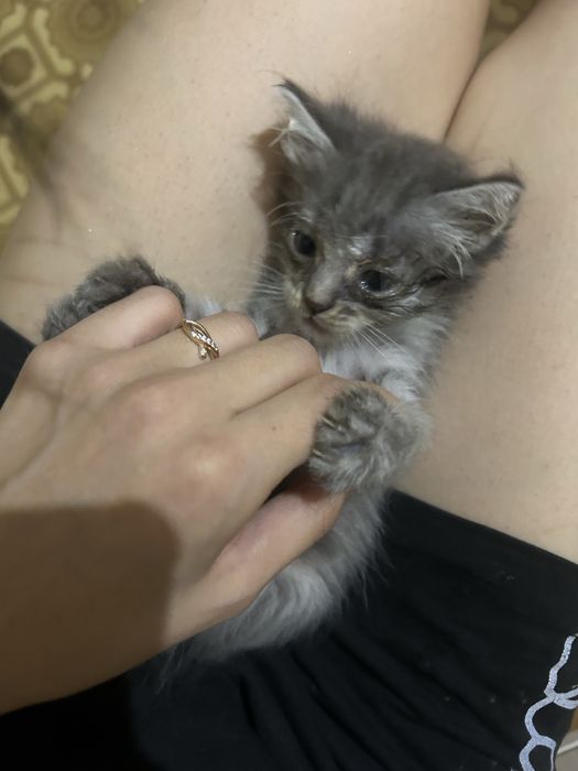 котят в добрые руки срочно
