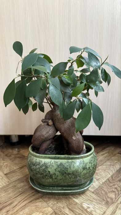 Фикус  Микрокарпа Гинсенг