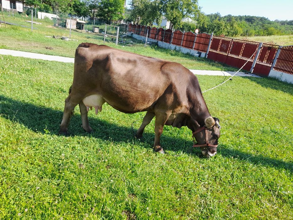 Vaca bună de lapte!