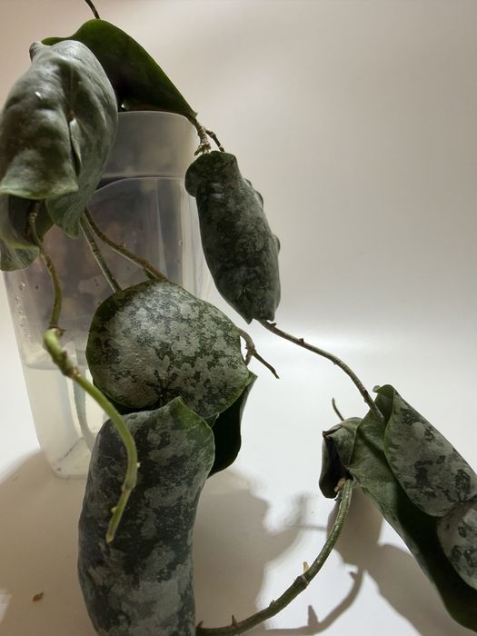 Хойя imbricata silver splash
