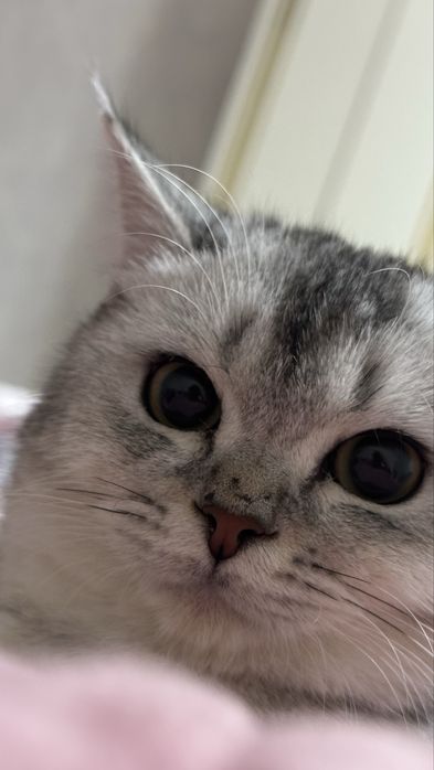 Britanskiy shinshilla