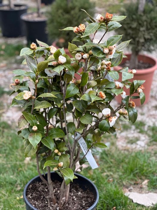 Tuia Leylandii -Perfecta pentru curtea ta .