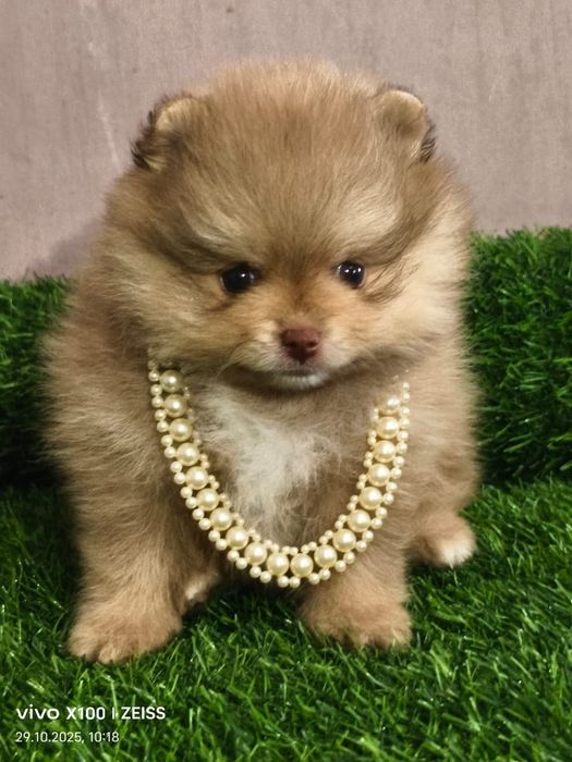 Очаровательные щенки шпица.