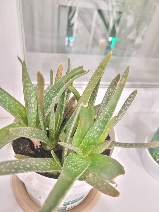 Продам цветок алоэ