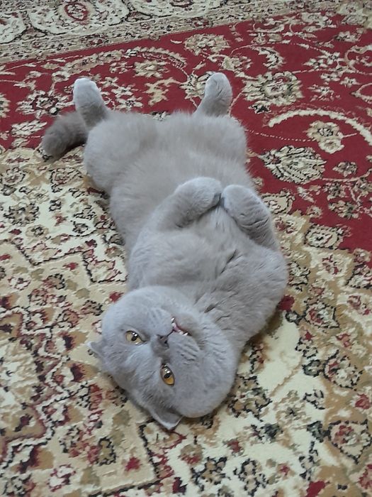 Вязка шотландский вислоухий кот