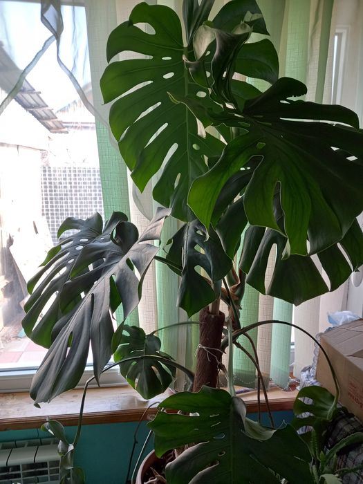Монстера цветок деликатесная