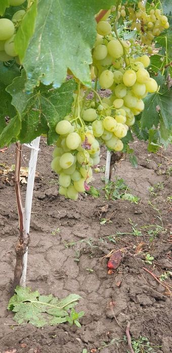 Butasi de vită de vie de anul 2 și de anul 3