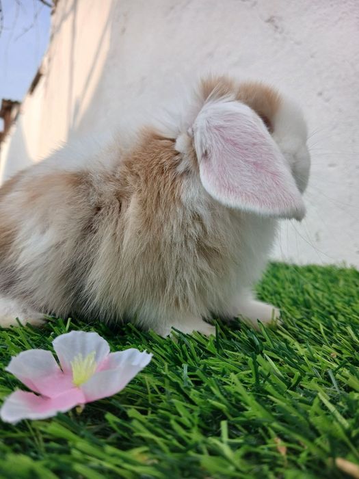 Карлик куенчалар сотилади.35.. 40 кунликлар.4 Таси СПЛИТ.4 та  панда