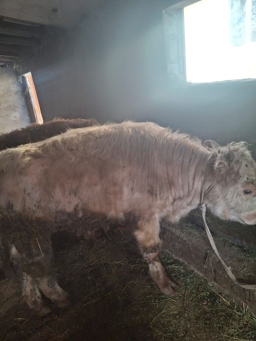 Продается бычки хорошие