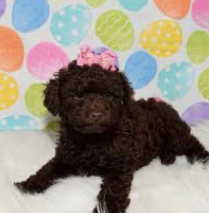 Мини пудел - пудел