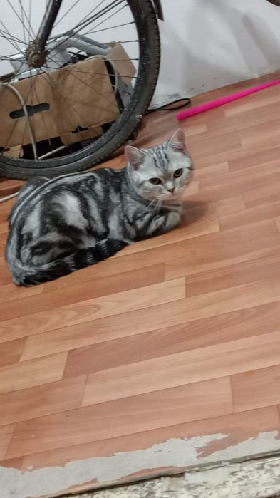 Отдам кота  в добрые руки