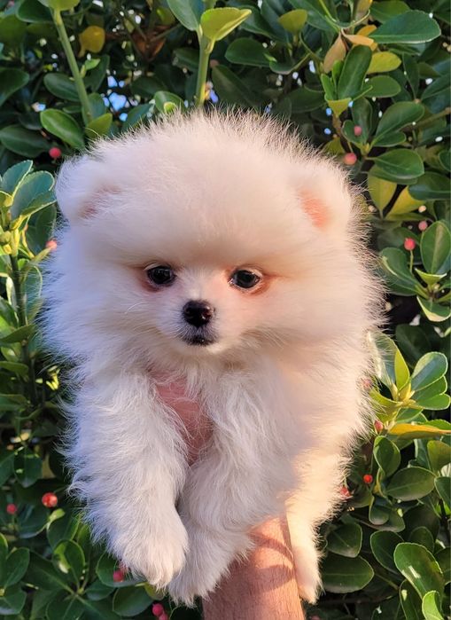 Померан-мини шпиц!!!