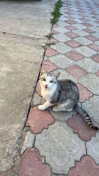 Мышық сатылады