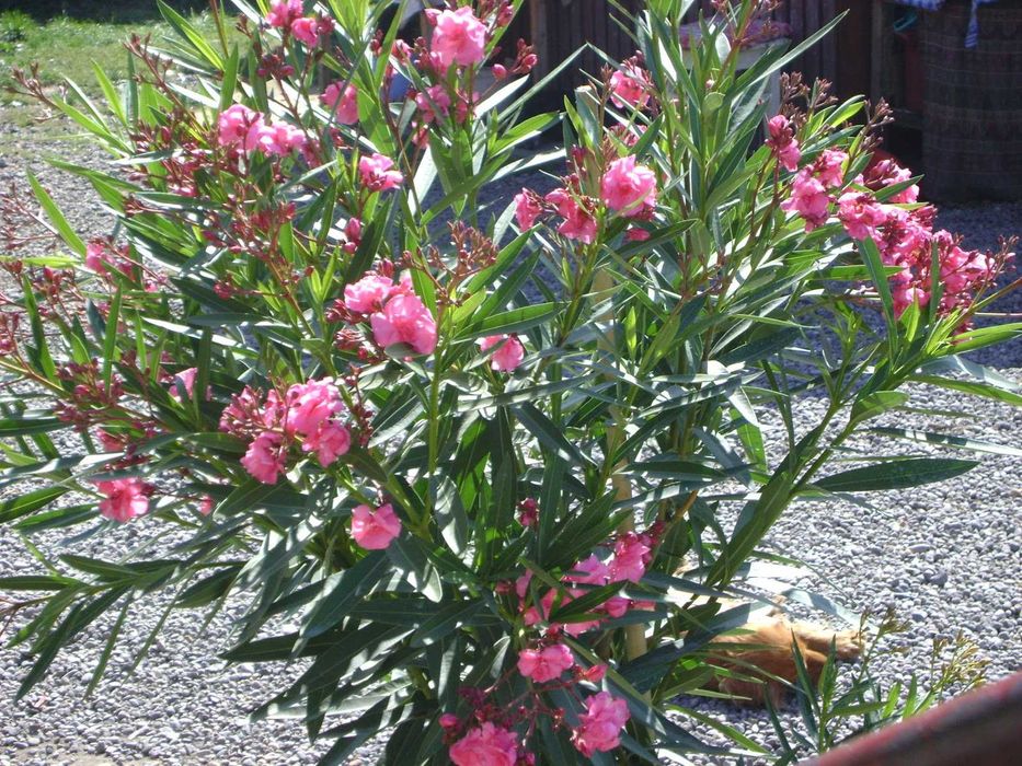 Leandru premium in ghiveci  diverse culori livrare in toata tara