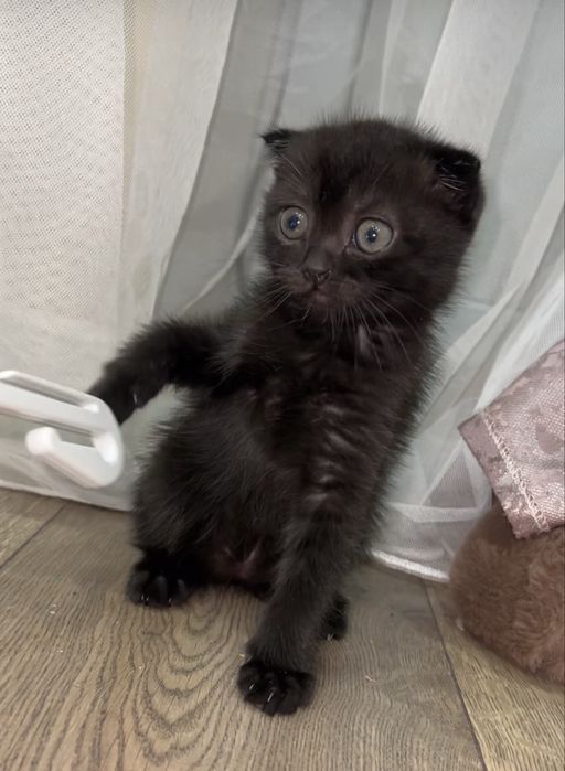 Вислоухая девочка