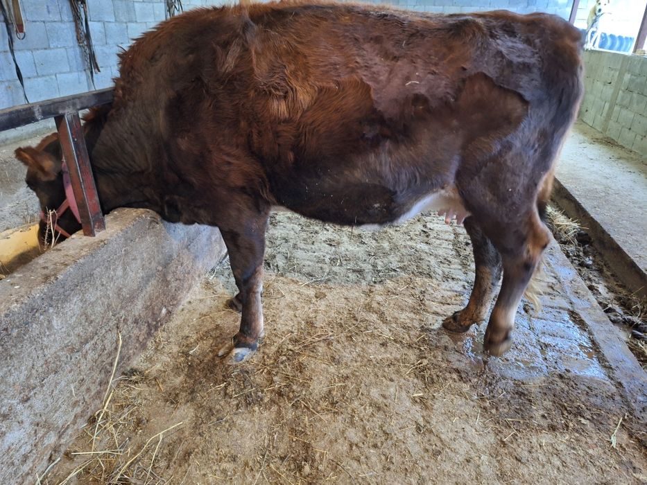 Сиыр сатылады жас сиыр