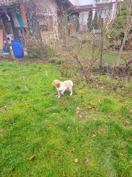 Елитни кученца  Епаньол бретон  от шампионско потекло