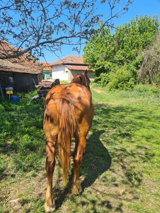Vand cal cu varsta de 8 ani.