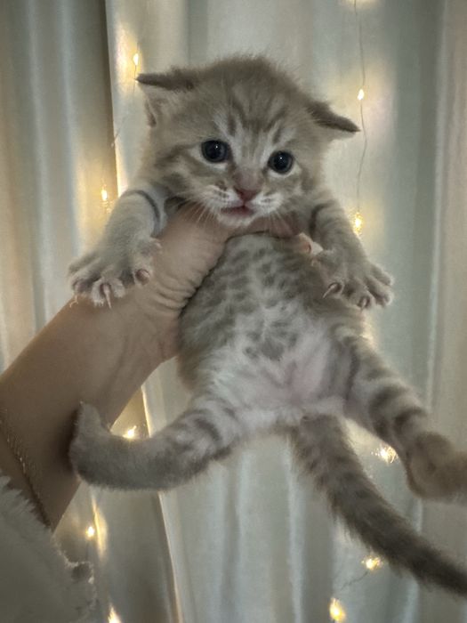 Шотланский вислоухий