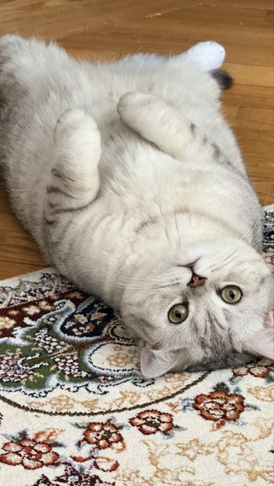 Продам кота срочно, изза переезда