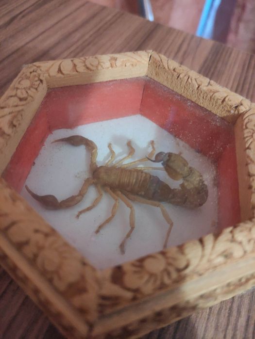 Скорпион, препариран