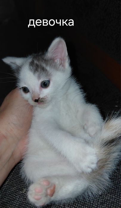 Котята в добрые руки