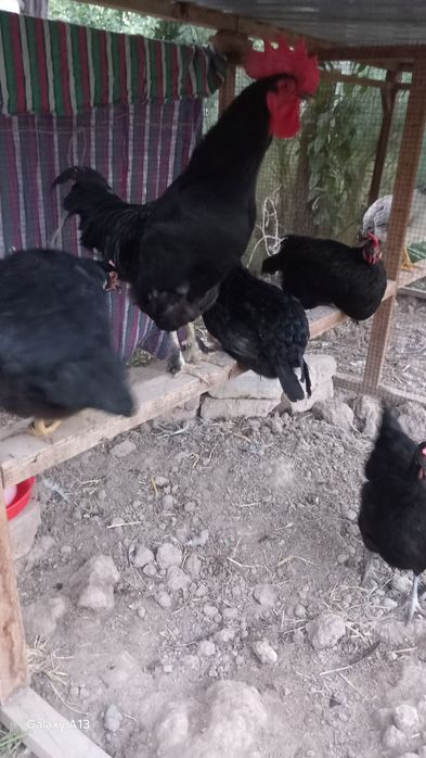 Andijon qora tovuqlari  tuxum zakaz olamiz