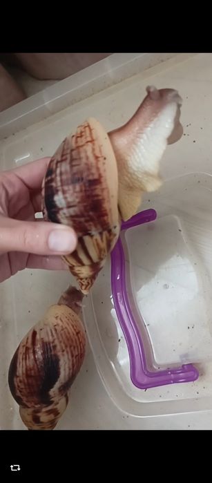 Ретикулята стандарт 14 14,5 15 см