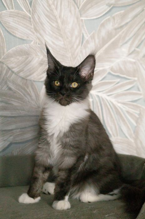 Мейн-кун, девочки