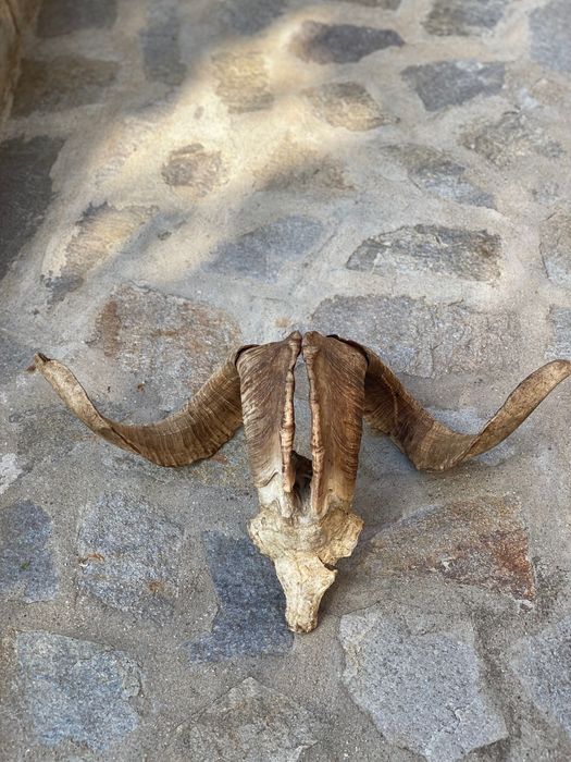 Предлагам Рога/ Трофей