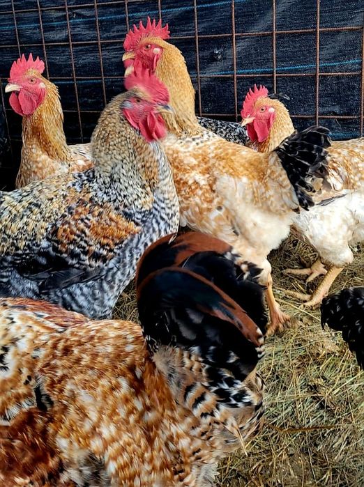 Cocoși tineri de anul acesta