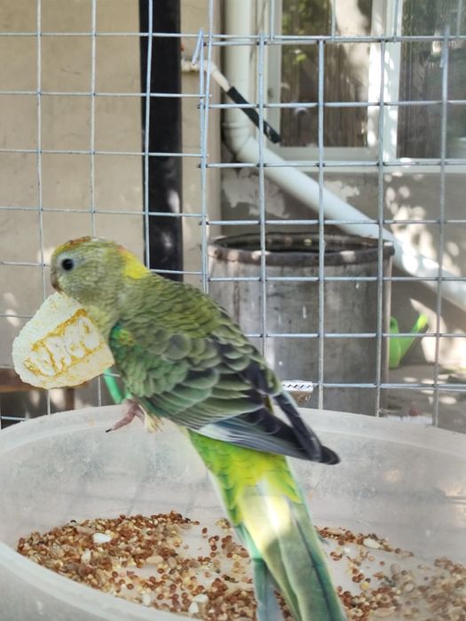 Попугай певчий  . Продам