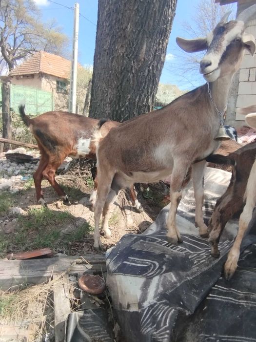 Vând capra cu lapte