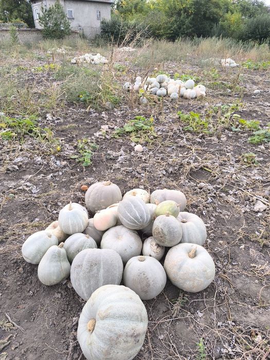 Бели тикви сладки