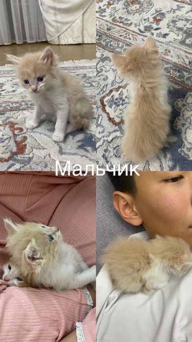 Отдаем котят в добрые, ответсвенные руки!!