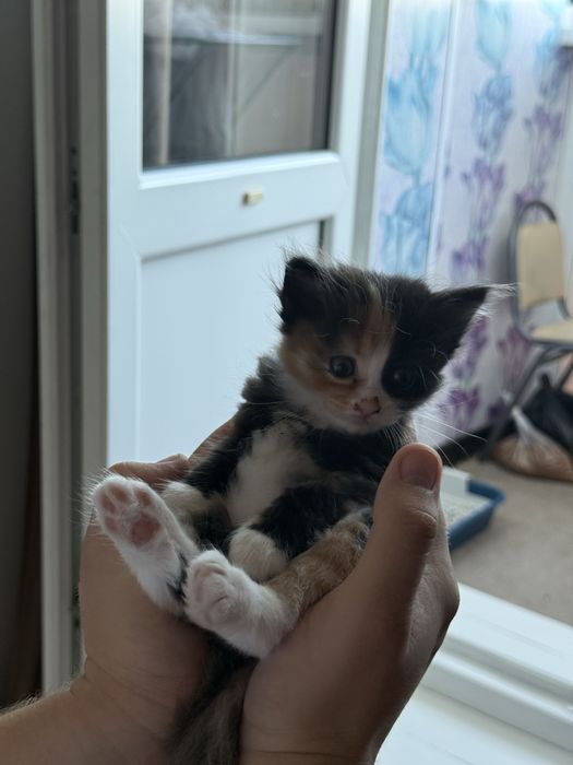 Отдам котят в добрые руки