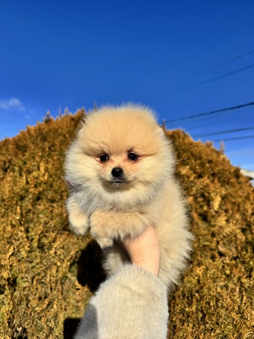 Померан померанче