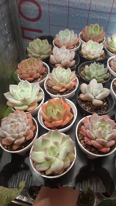 Сукуленты от 350и выше