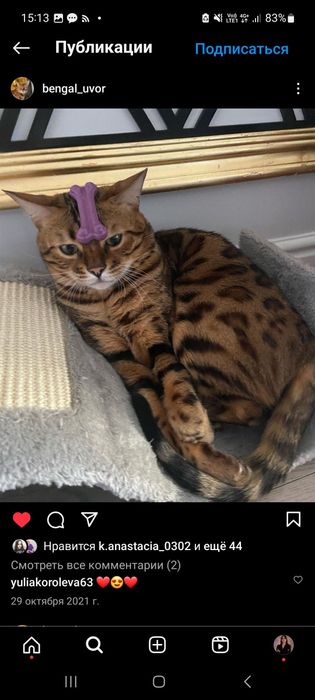 ПРОПАЛ КОТ породы бенгал