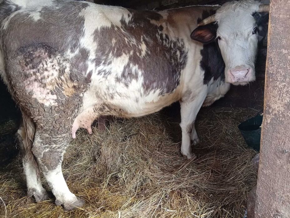 Vând junincă la A2 a fătare gestantă în 9 luni împlinite