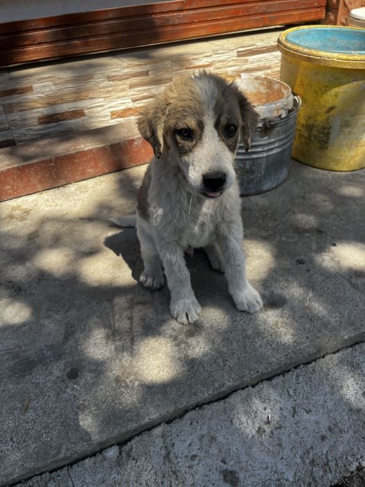 Catel spre adoptie