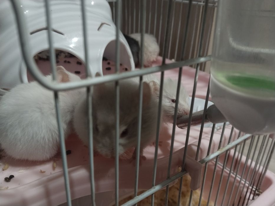 Продам хомяков джунгариков